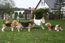 Beagletreffen Oktoberfest Steinhagen